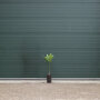 0 - 2 cm stamomtrek - 50 tot 80 centimeter totaalhoogte